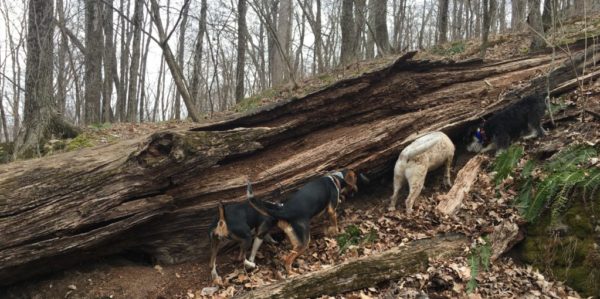 Dogs sniffing downed tree